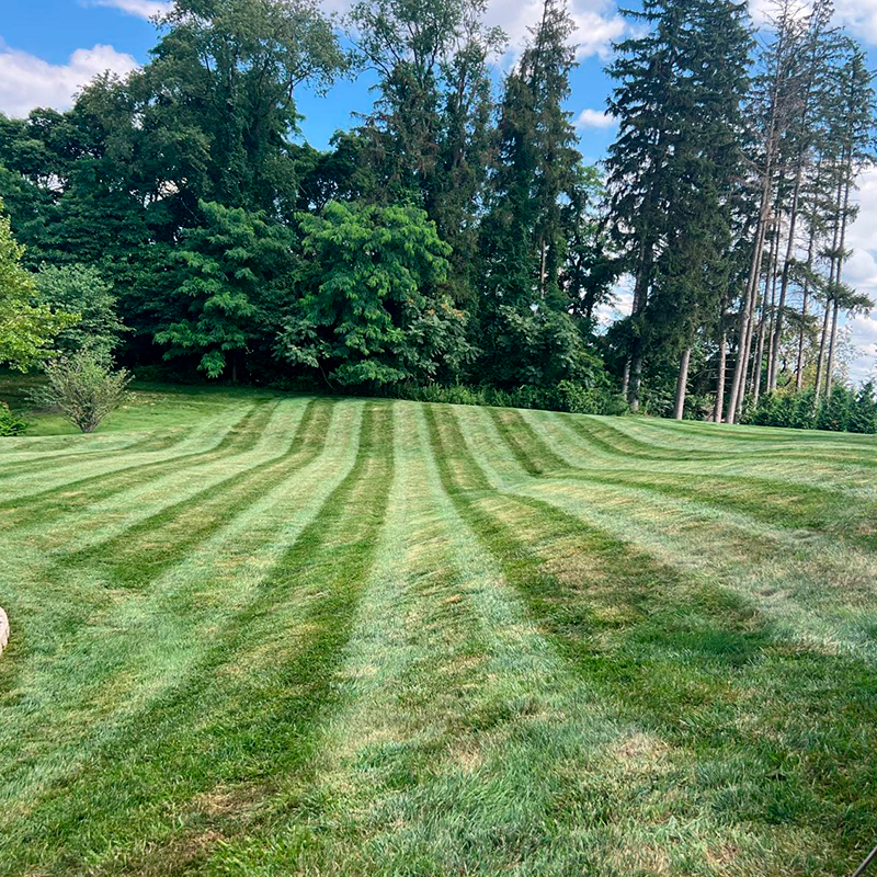 Tree Removal and Landscaping Services