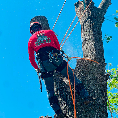 Professional Landscaping