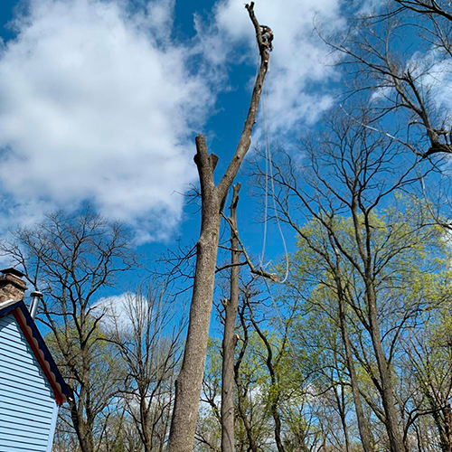 Tree and Lawn Services